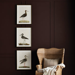 WANDERING BIRDS STUDY, SET OF 3