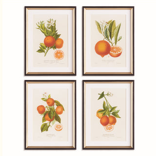 CITRIS CUTTINGS STUDY, SET OF 4