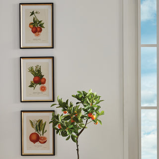 CITRIS CUTTINGS STUDY, SET OF 4