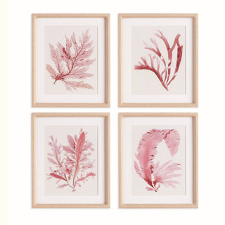 WATERCOLOR SEAWEED PRINTS, SET OF 4