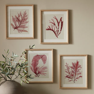 WATERCOLOR SEAWEED PRINTS, SET OF 4