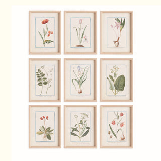 DAINTY FLORA & FAUNA STUDY, SET OF 9