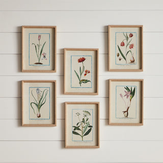 DAINTY FLORA & FAUNA STUDY, SET OF 9
