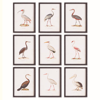 AQUATIC BIRDS STUDY, SET OF 9