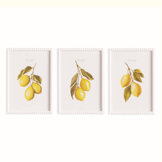 LEMON CUTTINGS STUDY, SET OF 3