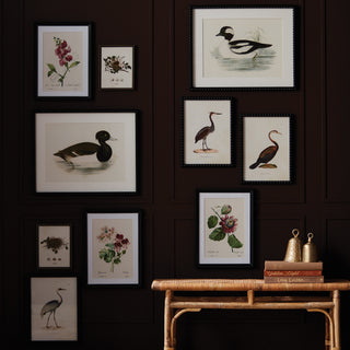 ASSORTED BIRD NEST STUDY ST/6
