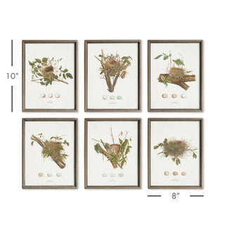 ASSORTED BIRD NEST STUDY ST/6