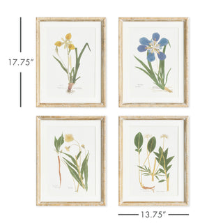 ASSORTED PRESSED FLOWER STUDY ST/4
