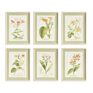 ASSORTED BLOOMING PLANT STUDY ST/6
