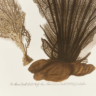 CORAL FAN GICLEE