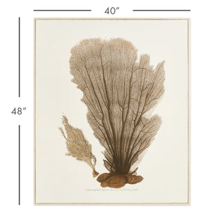 CORAL FAN GICLEE