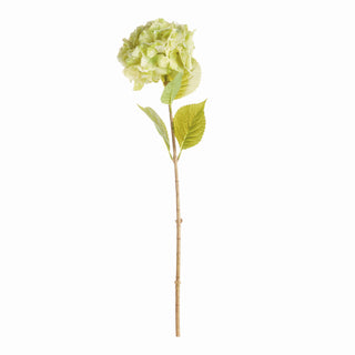 MOPHEAD HYDRANGEA STEMS 30.5"