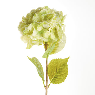 MOPHEAD HYDRANGEA STEMS 30.5"