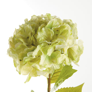 MOPHEAD HYDRANGEA STEMS 30.5"