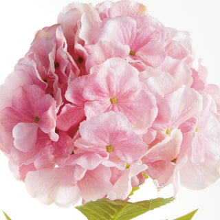 MOPHEAD HYDRANGEA STEMS 30.5"