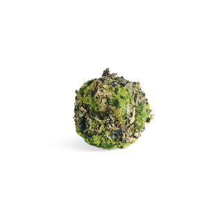 MOSSY LICHEN ORBS 3.5" ST/6