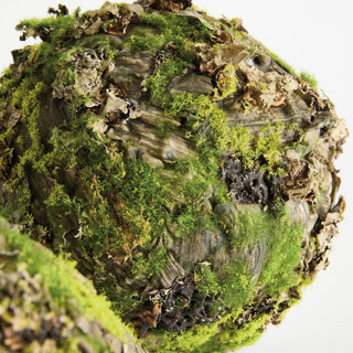 MOSSY LICHEN ORBS 8" ST/2