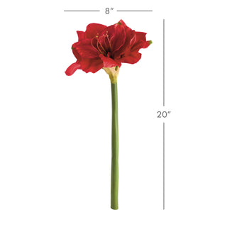 AMARYLLIS STEMS ST/2