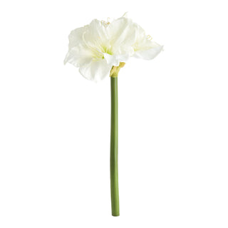 AMARYLLIS STEMS ST/2