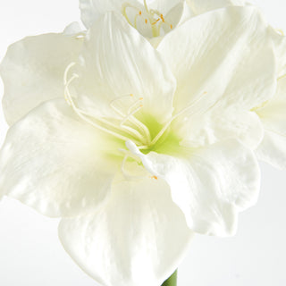 AMARYLLIS STEMS ST/2