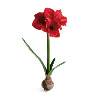 AMARYLLIS BULB ST/2