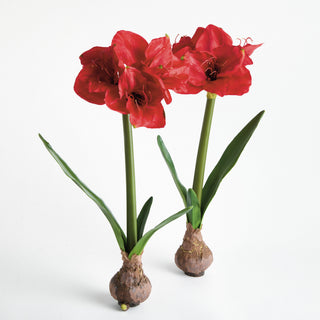 AMARYLLIS BULB ST/2