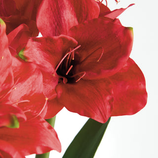 AMARYLLIS BULB ST/2