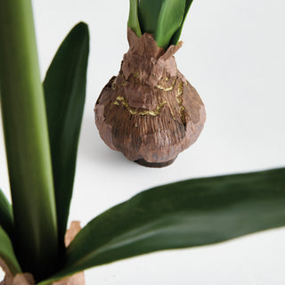 AMARYLLIS BULB ST/2