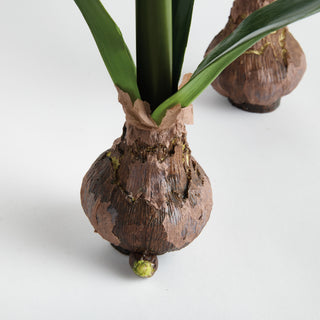 AMARYLLIS BULB ST/2