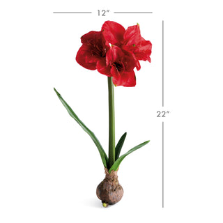 AMARYLLIS BULB ST/2