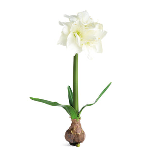 AMARYLLIS BULB ST/2