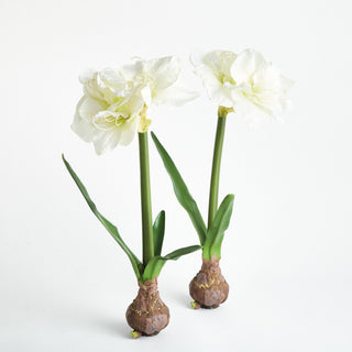 AMARYLLIS BULB ST/2