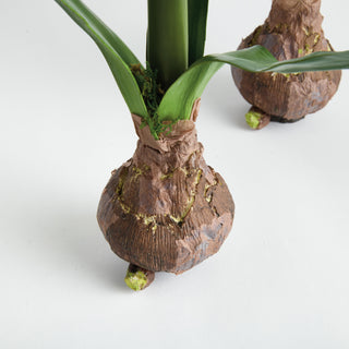 AMARYLLIS BULB ST/2