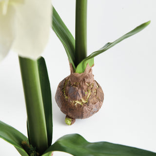 AMARYLLIS BULB ST/2