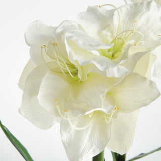 AMARYLLIS BULB ST/2