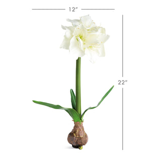 AMARYLLIS BULB ST/2