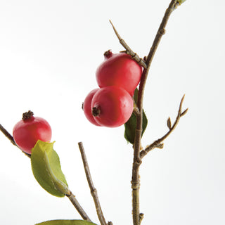 CRABAPPLE STEMS ST/6
