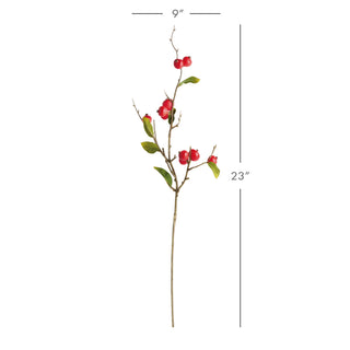 CRABAPPLE STEMS ST/6