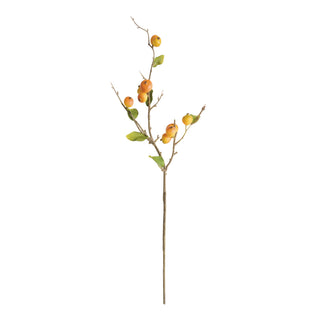 CRABAPPLE STEMS ST/6