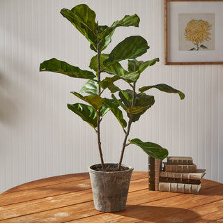 FIDDLE LEAF FIG POTTED 43"