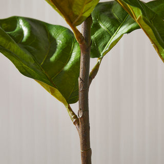 FIDDLE LEAF FIG POTTED 43"