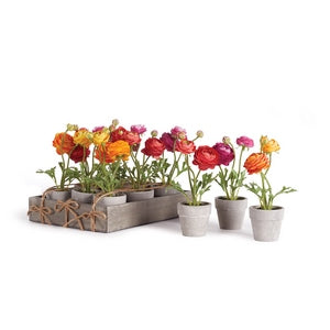 MINI RANUNCULI 7" POTTED, Set of 12