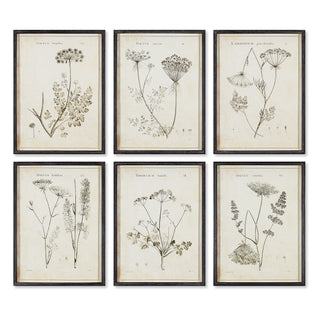 WILDFLOWER STUDY, SET OF 6