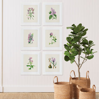 FLOWER STUDY PRINTS, SET OF 6