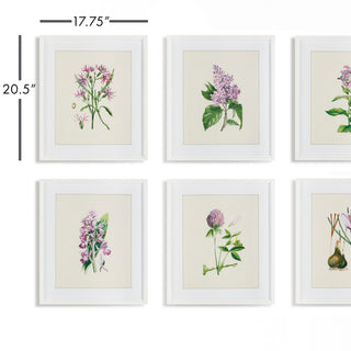 FLOWER STUDY PRINTS, SET OF 6