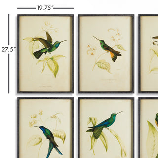 HUMMINGBIRD PRINTS, SET OF 6