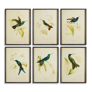 HUMMINGBIRD PRINTS, SET OF 6
