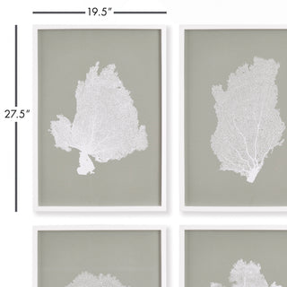 CORAL FANS STUDY, SET OF 4