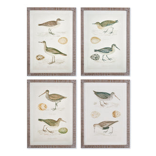 COASTAL BIRDS STUDY, SET OF 4