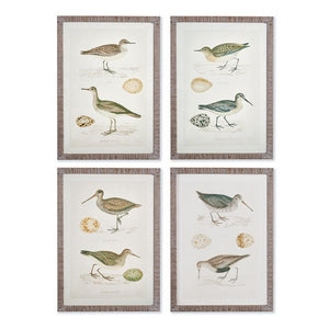 COASTAL BIRDS STUDY, SET OF 4